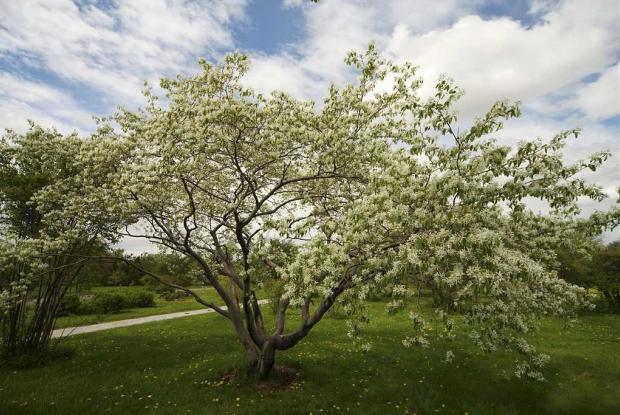 Amelanchier sp.