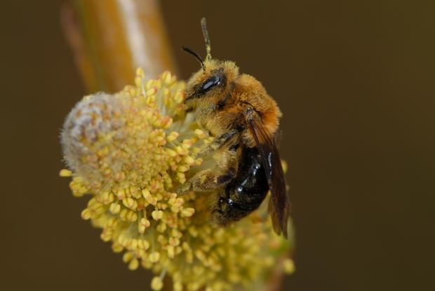 Andrena dunningi, Québec, Canada.