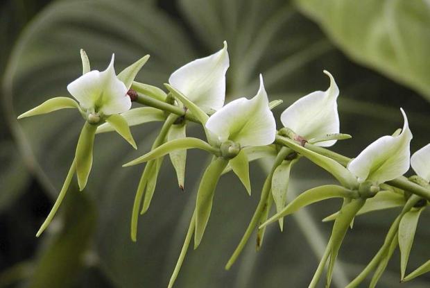 Angraecum eburneum ssp. superbum