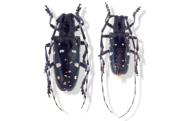 Anoplophora glabripennis