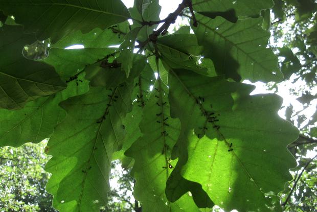 Aphids and ants on the underside of oak leaves.
