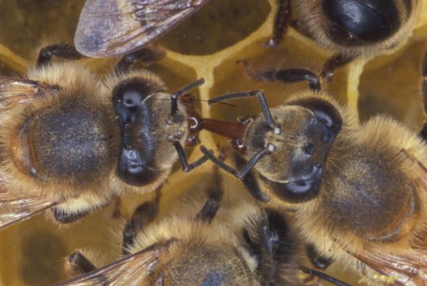 Apis mellifera, Québec, Canada.