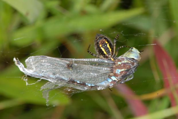 Araneidae, Québec, Canada.