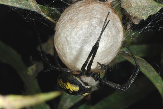 Argiope aurantia, Québec, Canada.