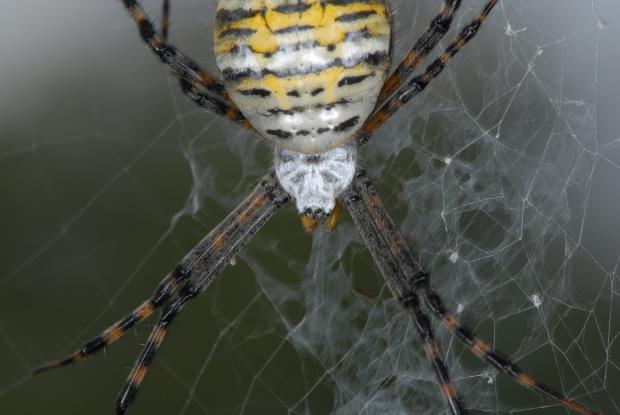 Argiope trifasciata, Québec, Canada.