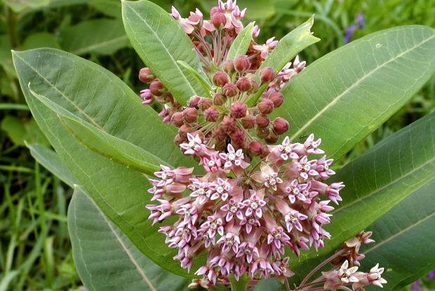 Asclepias syriaca