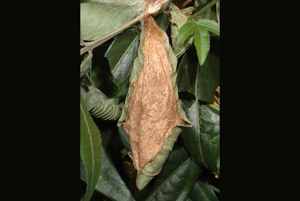 Papillon cobra Attacus atlas, Asie du Sud-est.