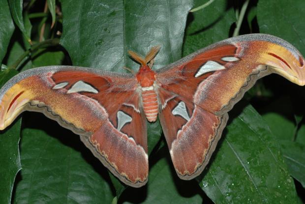 Attacus atlas, Southeast Asia.