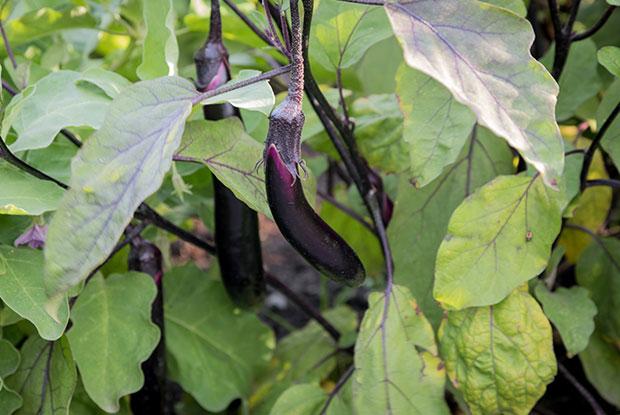 Des aubergines dans un potager