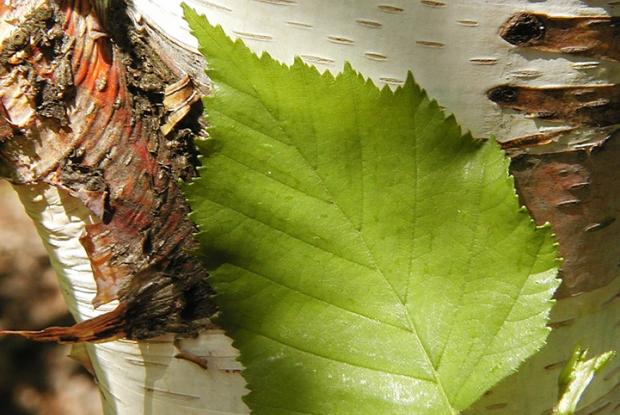 Betula papyrifera.