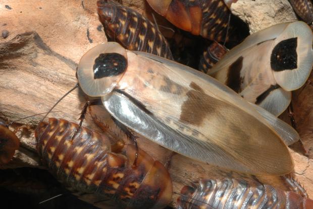 Blaberus cranifer, Central America.