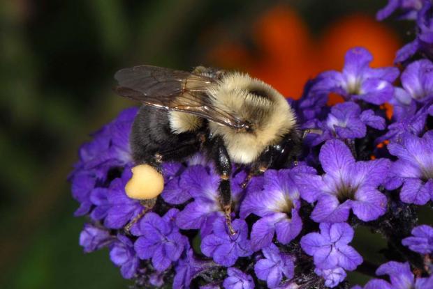Bombus impatiens