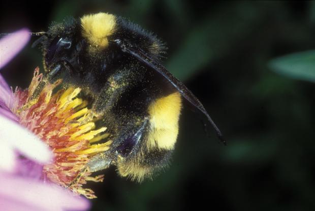 Bombus terricola, Québec, Canada.
