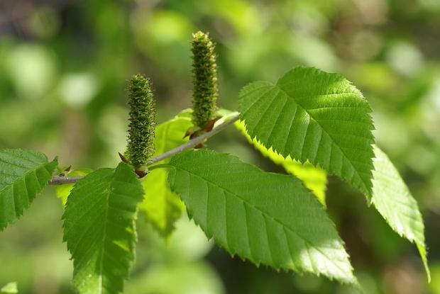 Feuilles et chatons de bouleau jaune