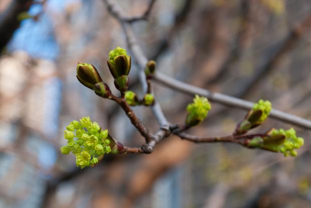 Bourgeons au printemps