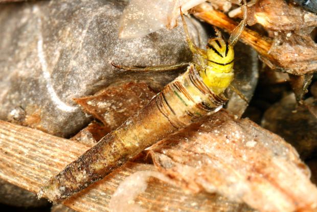 Brachycentrus lateralis, Québec, Canada.