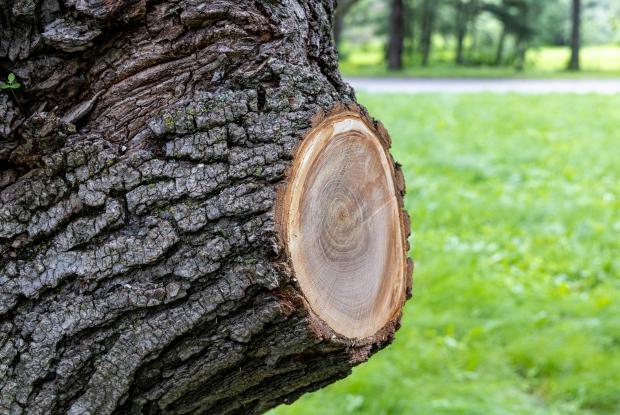 Branch pruned close to the trunk