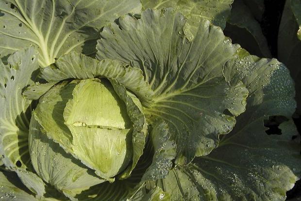 Brassica oleracea (gr. Capitata) 'Danish Ballhead'