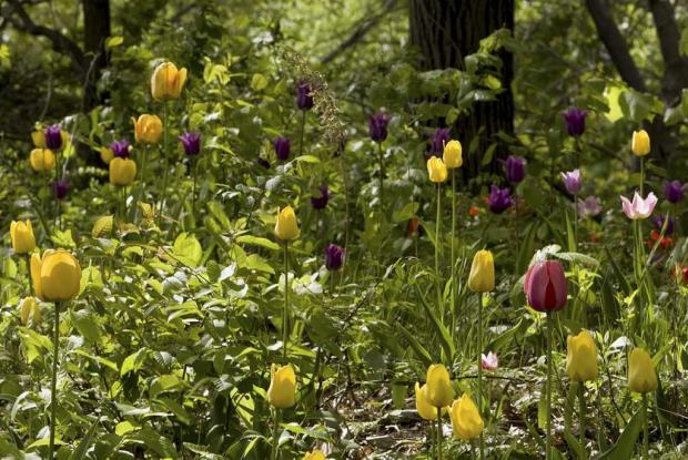 Naturalised bulbs