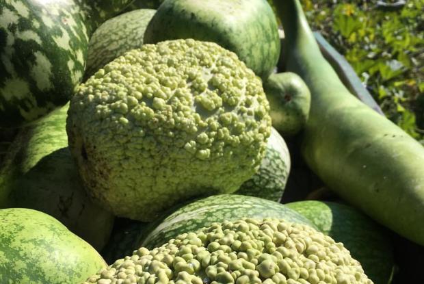 Calabash (gourd)