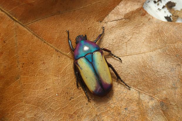 Une cétoine d’Umtali sur une feuille