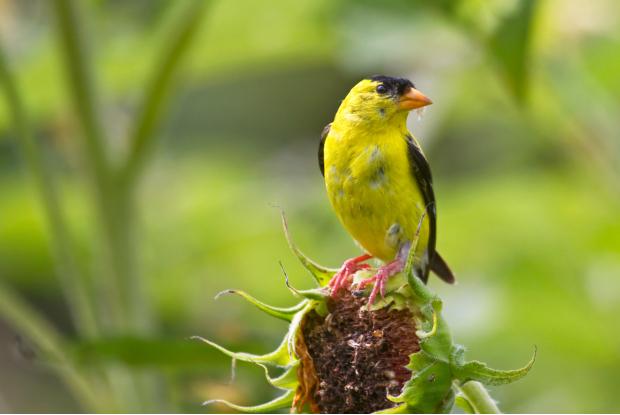 Chardonneret jaune sur un tournesol