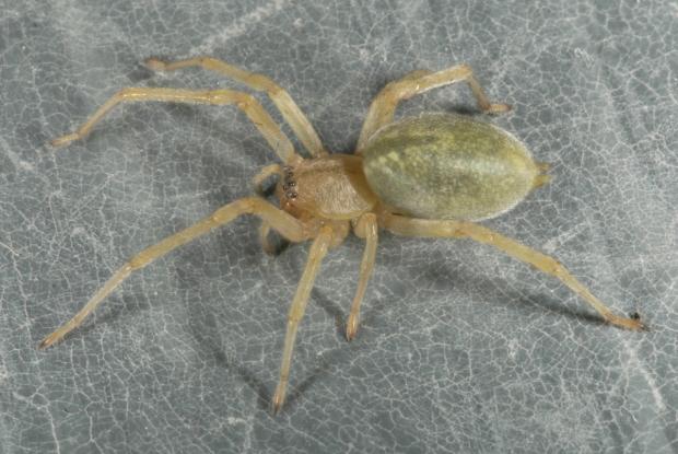 Chiracanthium mildei, Québec, Canada.