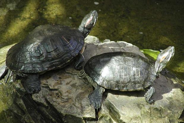 Painted turtle Painted turtle (Chrysemys picta).