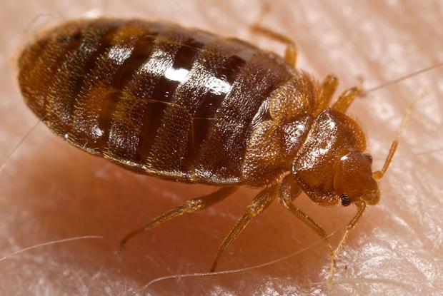 Cimex lectularius, cosmopolitan.