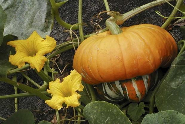 Cucurbita maxima 'Turk's Turban'
