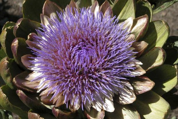 Cynara scolymus