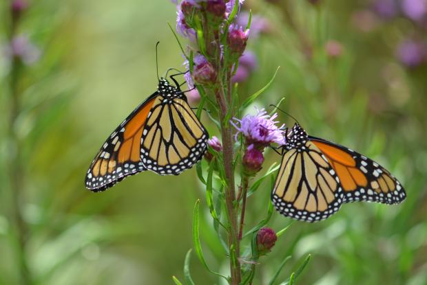 Danaus plexippus
