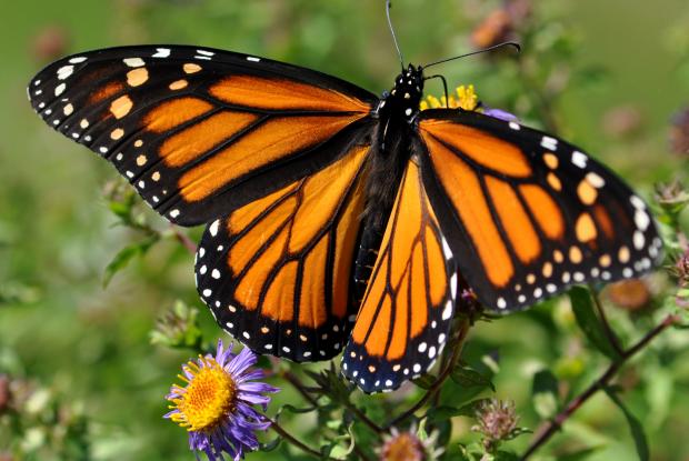 Monarque Danaus plexippus plexippus, Québec, Canada.