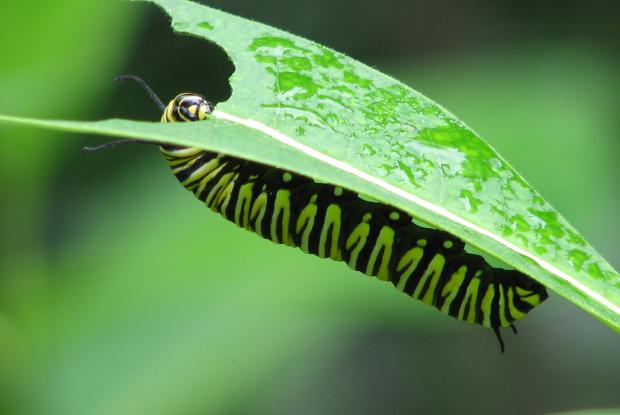 Chenille de Danaus plexippus