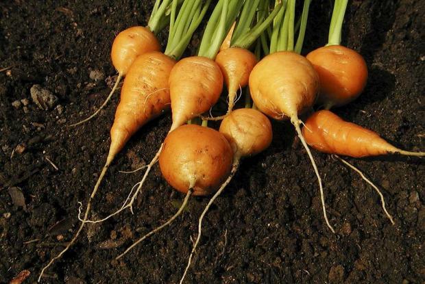 Daucus carota (gr. sativus) 'Oxheart'
