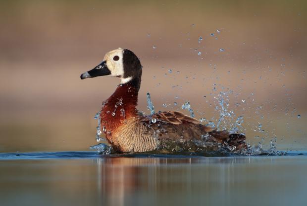 Dendrocygne veuf sur l'eau