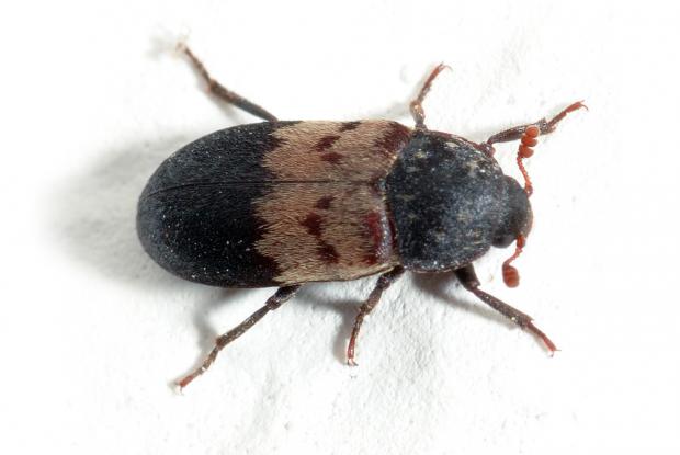 Dermestes lardarius 