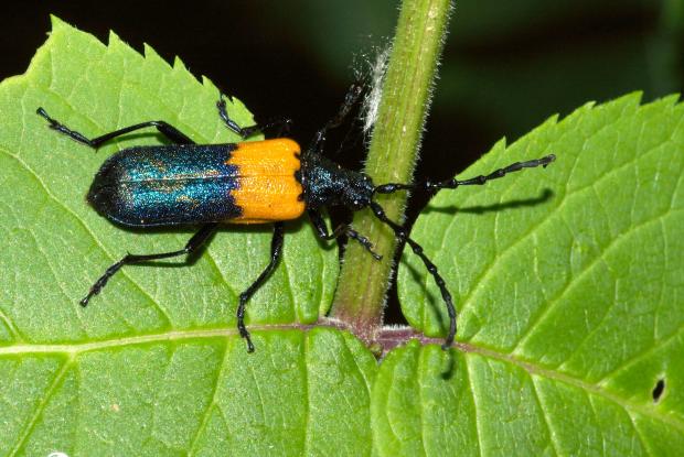 Desmocerus palliatus