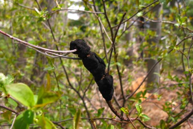 Dibotryon morbosum