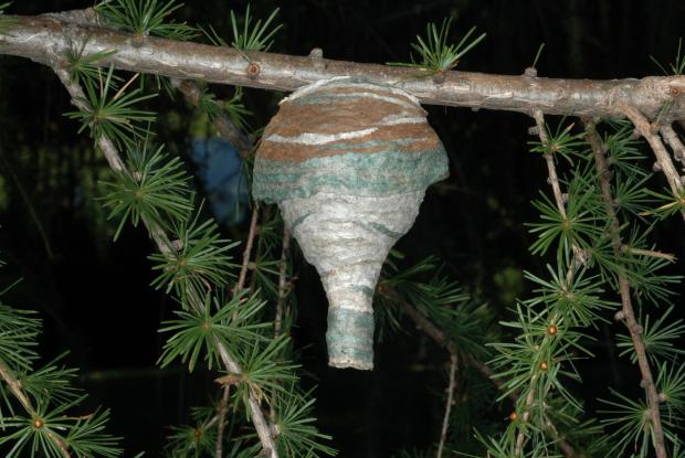 Dolichovespula maculata