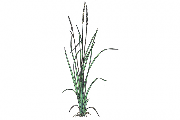 Elymus arenarius