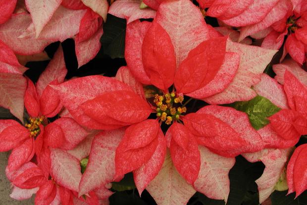 Euphorbia pulcherrima 'Monet Twilight'.