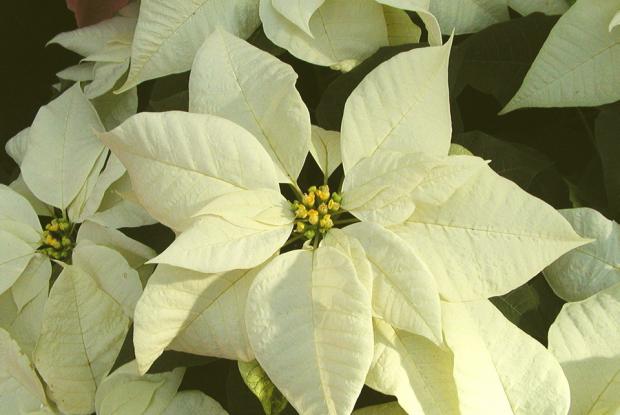 Euphorbia pulcherrima 'Snowcap'