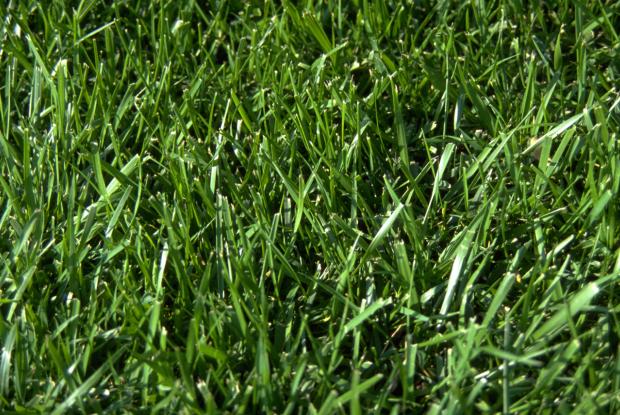 Pelouse Festuca arundinacea