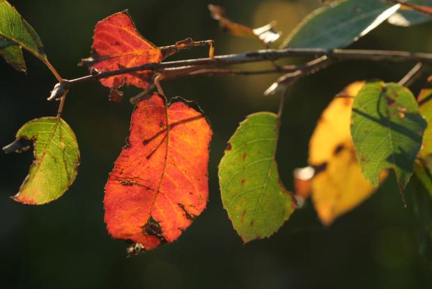 Colored leaves