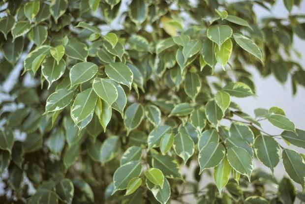 Ficus benjamina Variegata