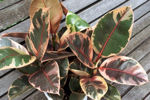 Ficus elastica 'Ruby'