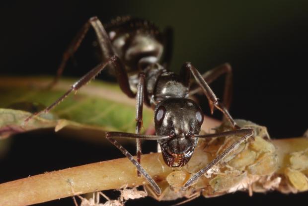 Fourmis, Québec, Canada.