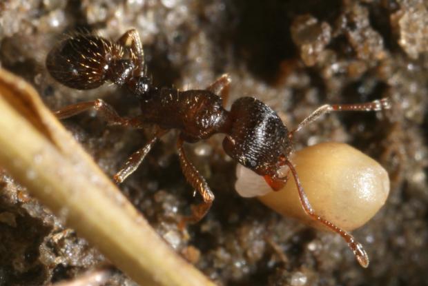 Fourmis, Québec, Canada.