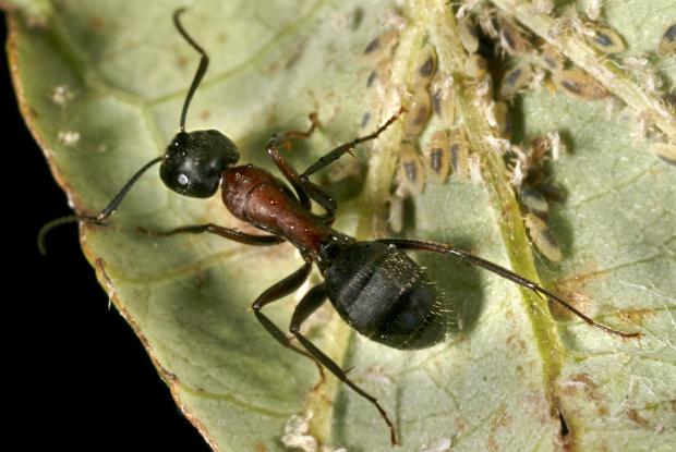 Ant, Québec, Canada.